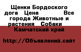 Щенки Бордоского дога › Цена ­ 60 000 - Все города Животные и растения » Собаки   . Камчатский край